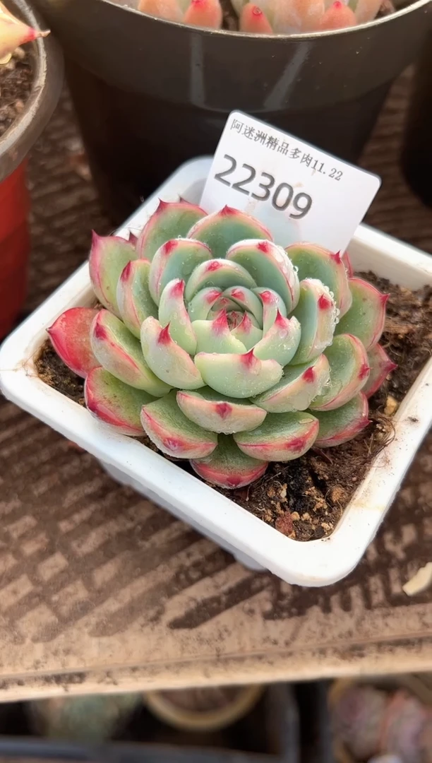 喵***代多肉植物一物一拍22309