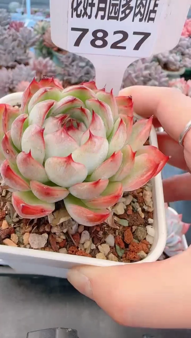 【闪购商品】7827勾魂仙子