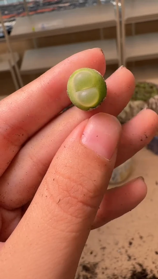 美丽的肉石头16-61拉登