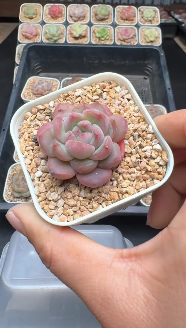 【闪购商品】118D物拍多肉带盆土6.5杯拍3颗包柚
