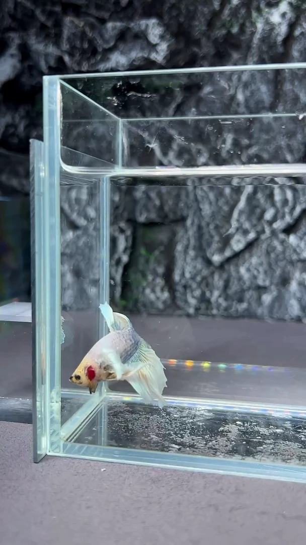 斗鱼竞拍链接S075