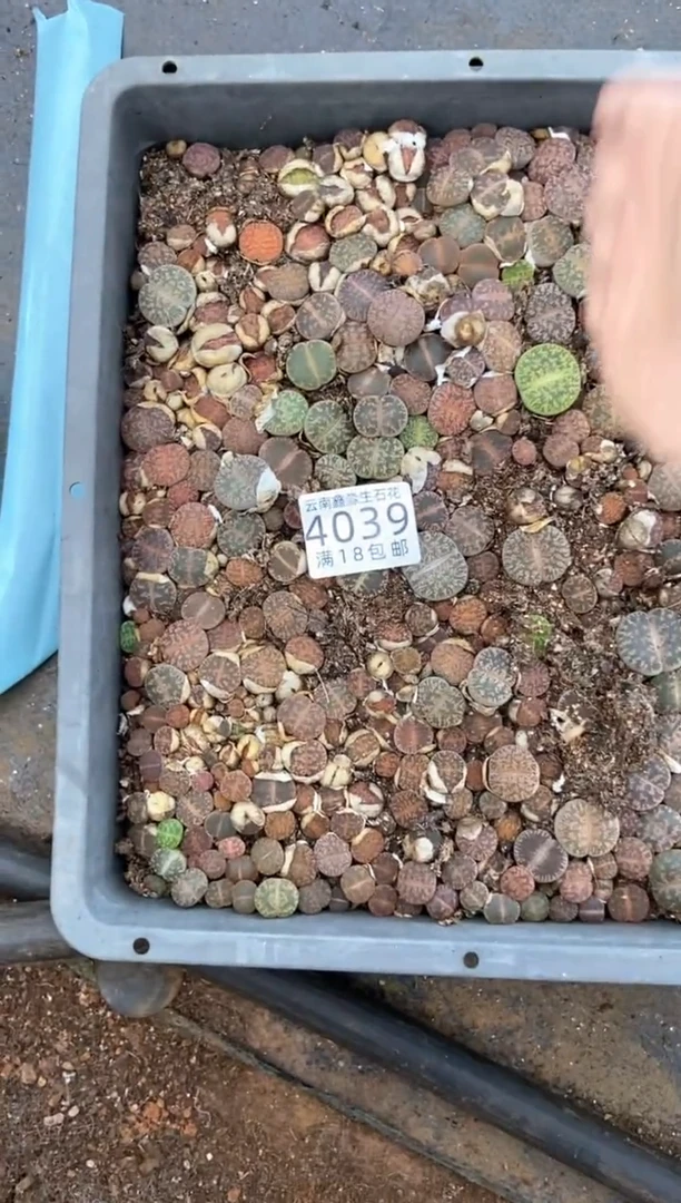 4039特价紫勋玉框有疤瑕疵带土不带盆发货1/4一半