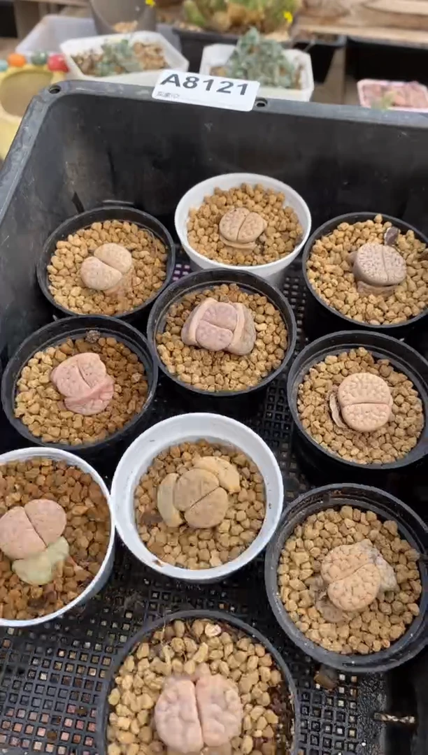 【闪购商品】8121直播一物一拍