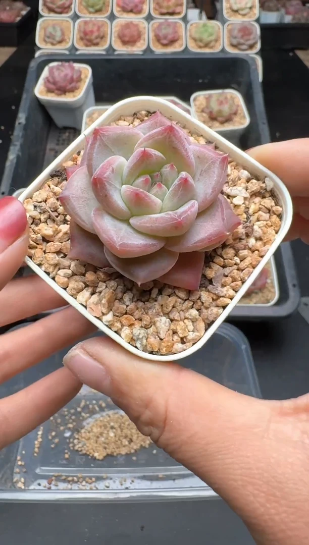 【闪购商品】926A物拍多肉带盆土6.5杯拍3颗包柚