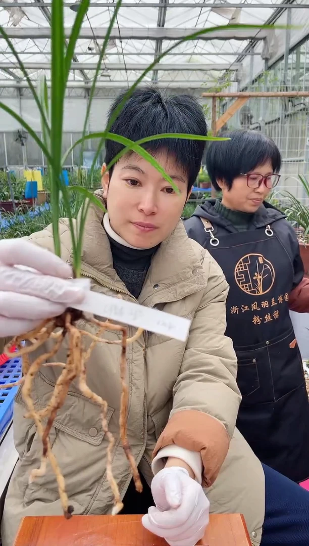 当前无花朵，栽培后可花朵虫*惜春，，， 虫人