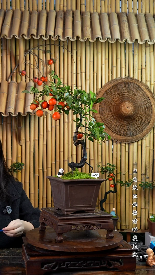 无花朵金弹子老桩盆景