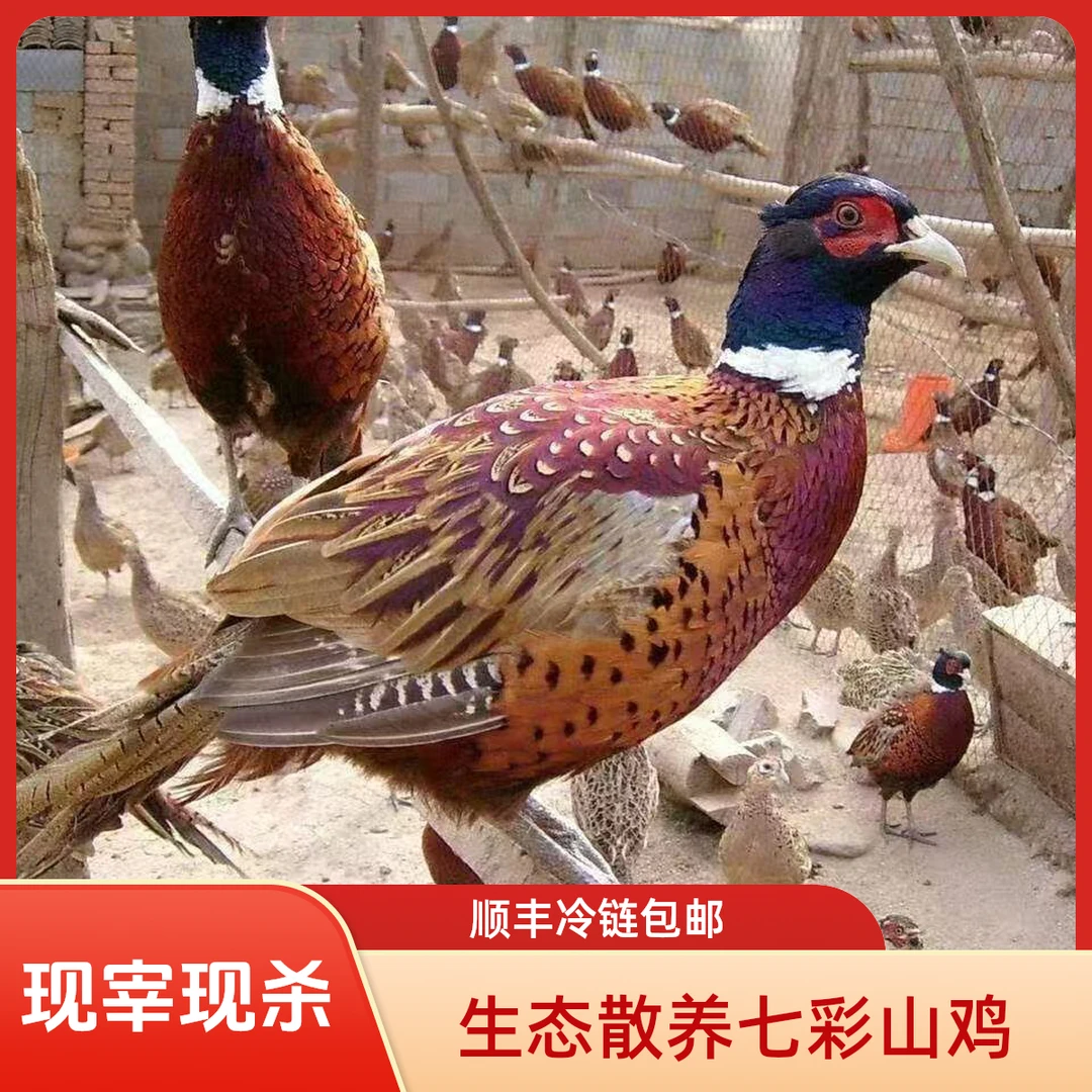 【拍一发二】带2根人参 山鸡 活鸡现杀 农家散养营养滋补 美味新鲜