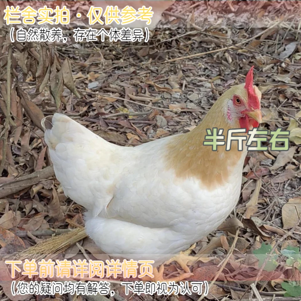 放养古典鸡杏花鸡八针疫苗健康农村基地发活体宠物长尾鸡半斤1只