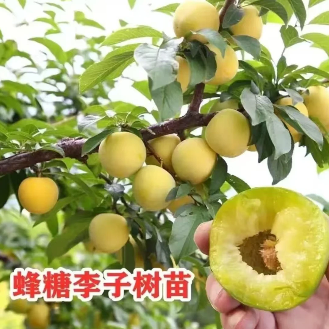 正宗嫁接各种李子树苗适合南北方一物一拍