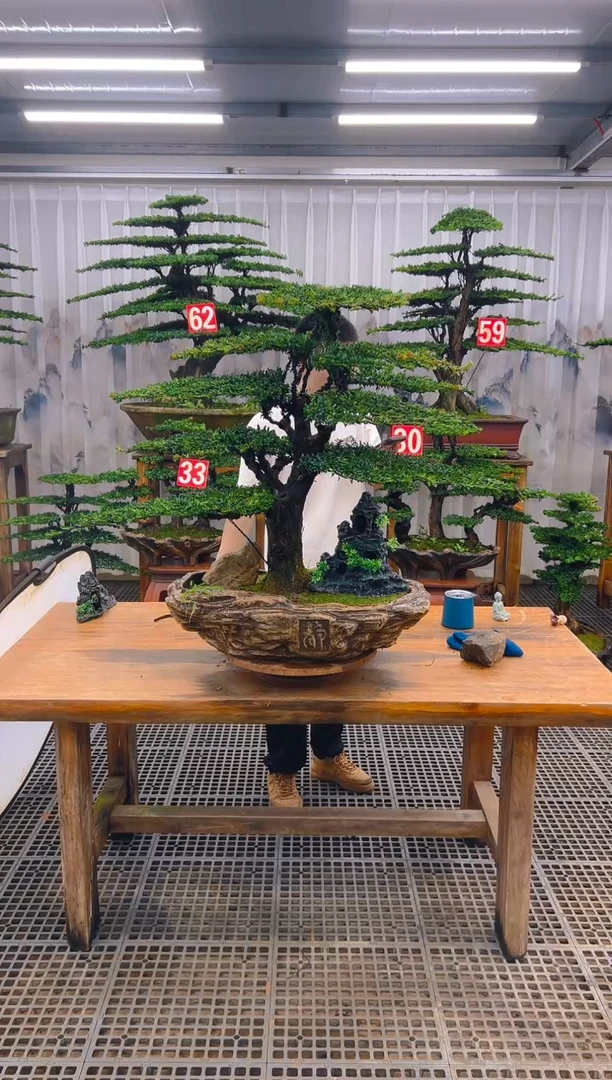 无花朵亿**织精品盆景直播间一物一拍