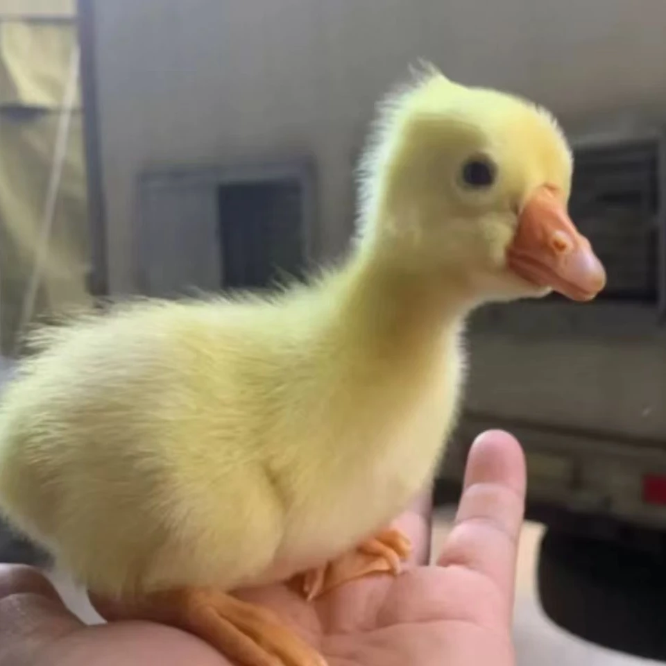 网红小白鹅苗家宠暑假小孩玩宠