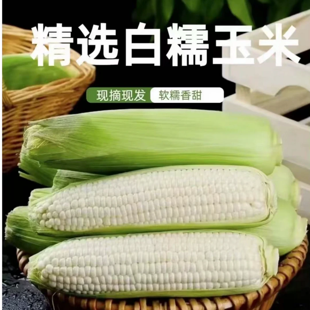 新鲜东北白糯玉米现掰现发甜糯可口带皮发货大棒子i