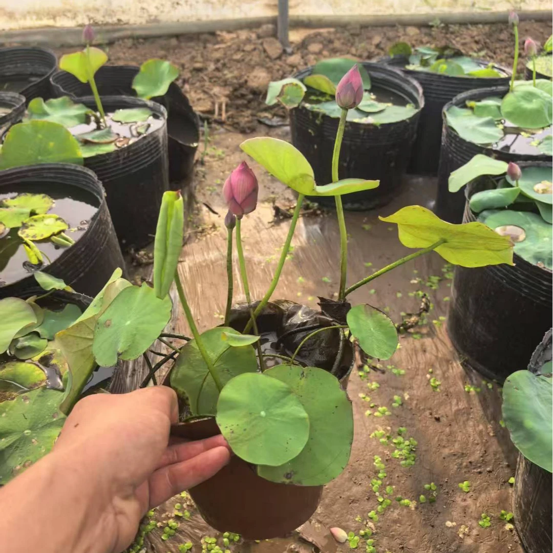 精品观赏荷花小盆苗（15公分盆）