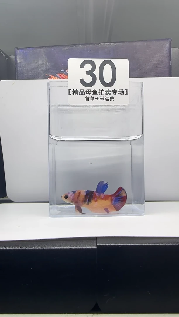 斗鱼母鱼编号：30