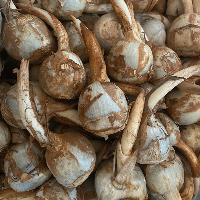 （顺丰包邮）贵州新鲜慈菇茨菰粉糯荸荠农家现挖蔬菜生鲜食品