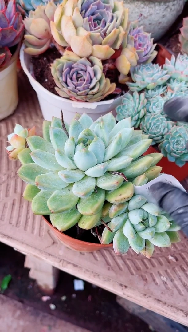 小*明多肉植物一物一拍18114