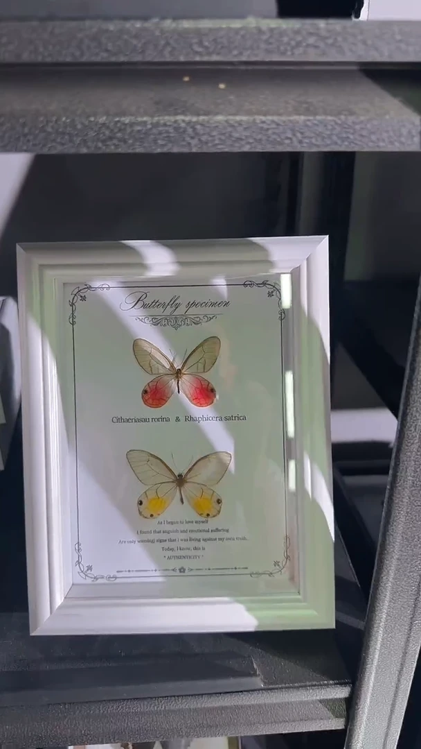 一对眼蝶 966983669