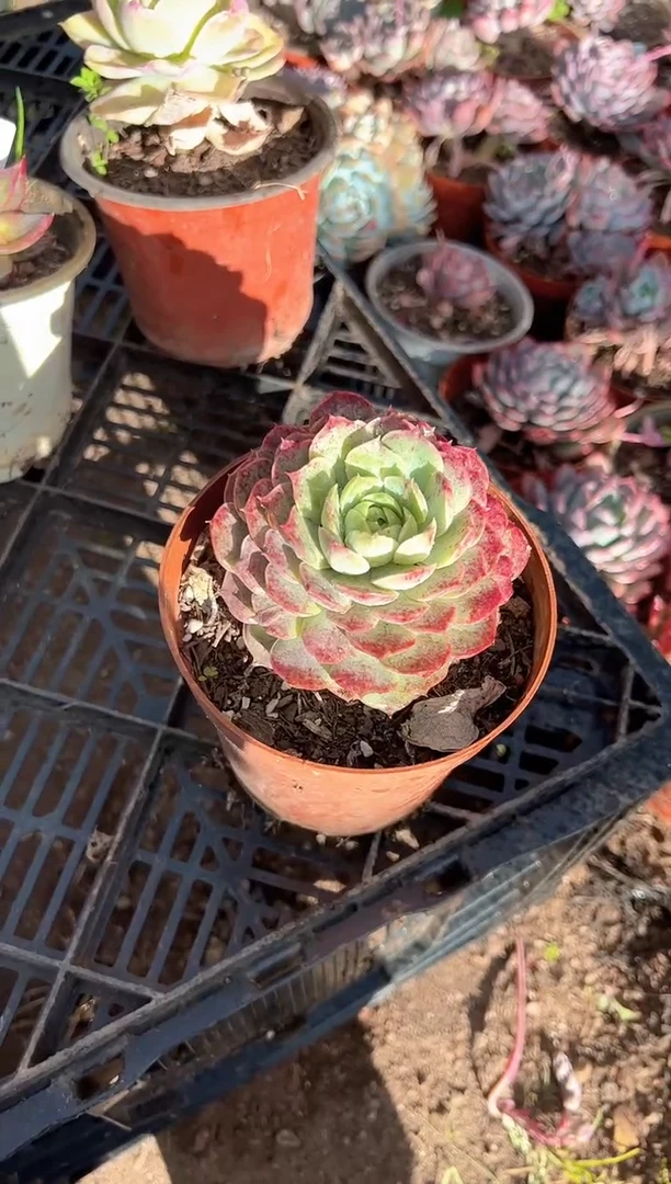 新*?多肉植物一物一拍11255
