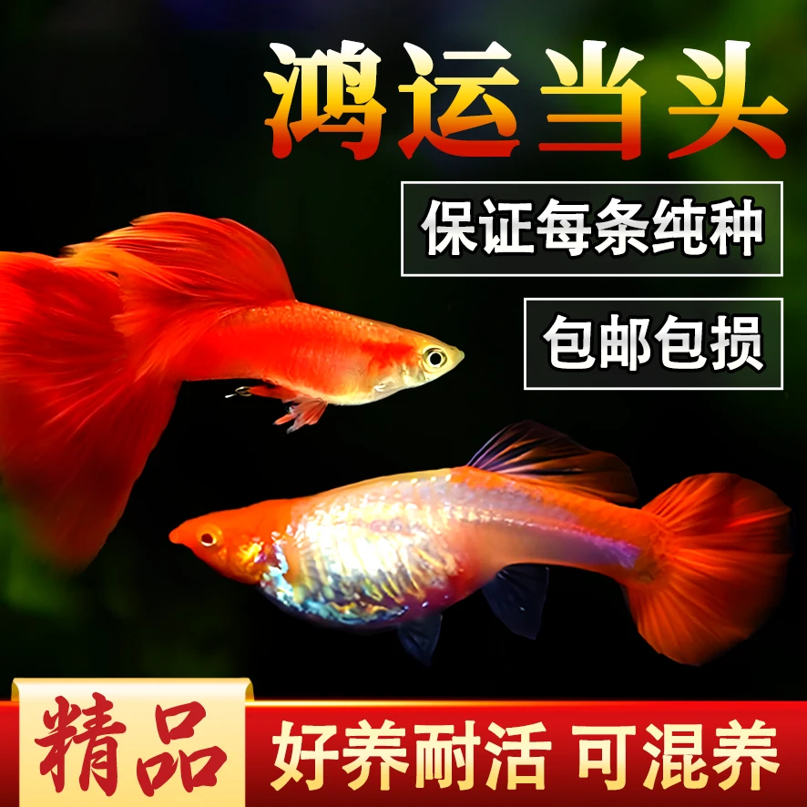 鸿运当头纯种红头孔雀鱼观赏鱼热带鱼包头包腮