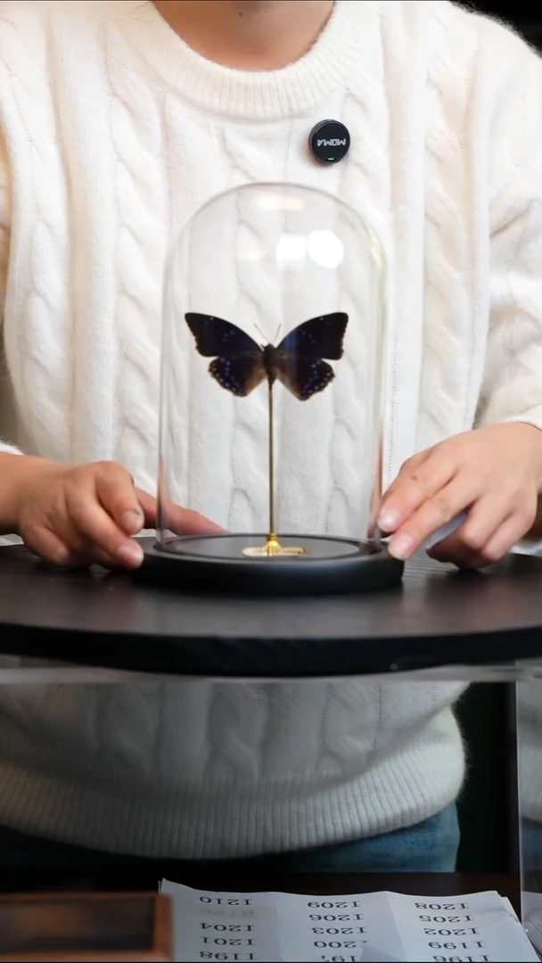 笑螯蛱蝶中号玻璃罩