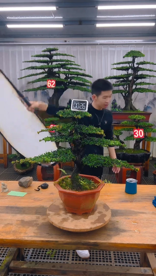 精品盆景直播间一物一拍