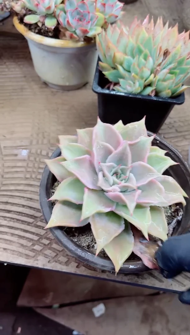 覔*。17024多肉植物一物一拍
