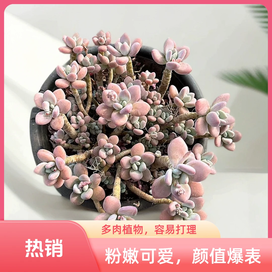 挚爱 香水洛神 多肉植物