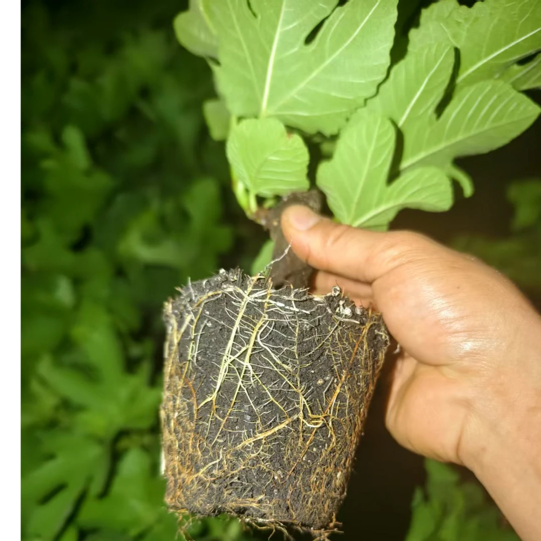 云南芭劳奈/青皮无花果苗