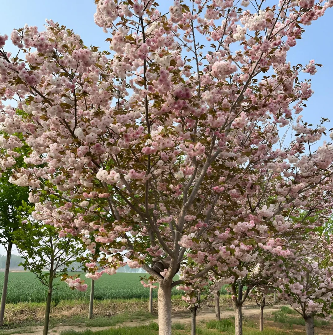 【普贤象樱花】耐寒耐热适应性强易养地栽晚樱南北方都可种植