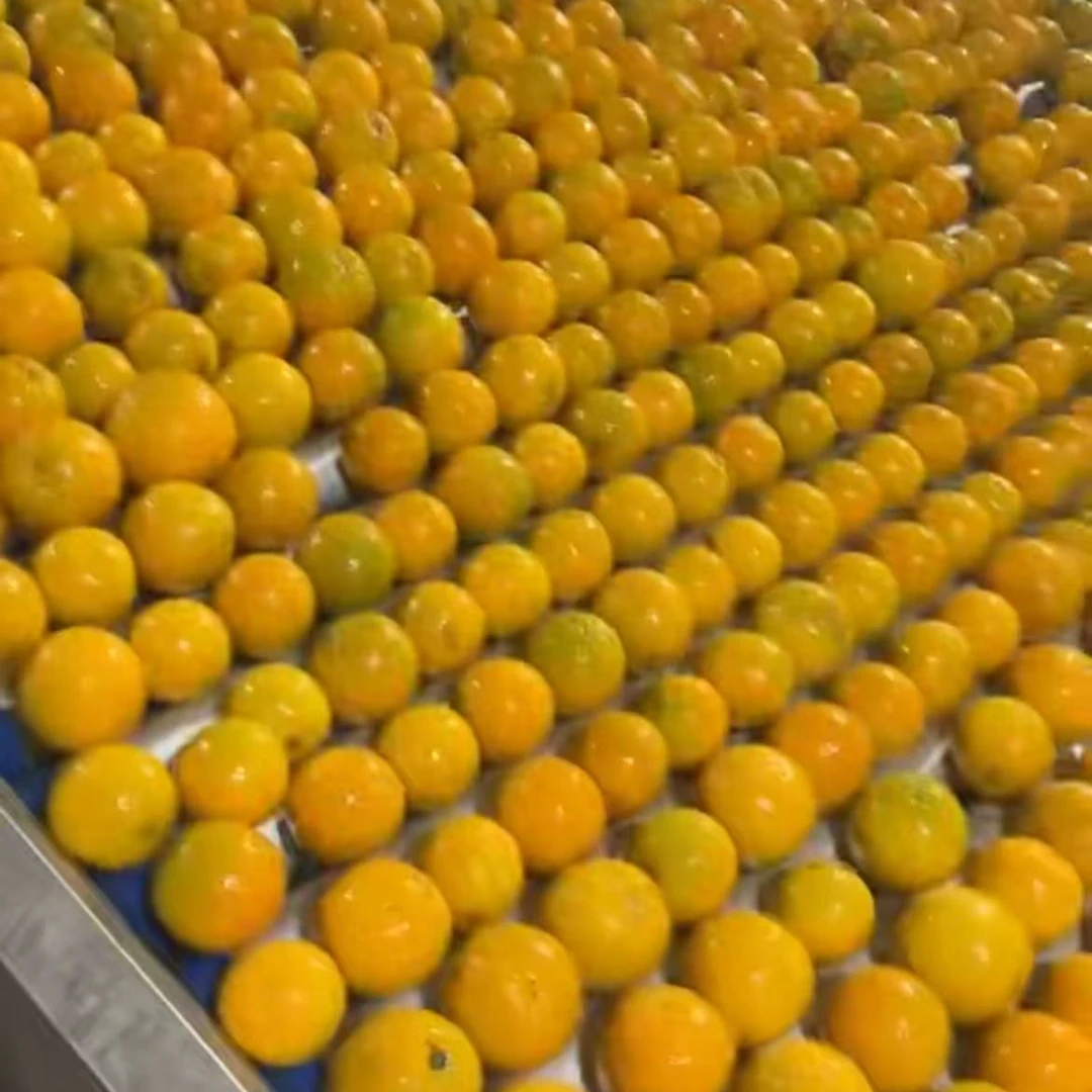 湖北秭归蜜奈夏橙净重10斤新鲜水果当季酸甜口感皮薄爆汁纯天然