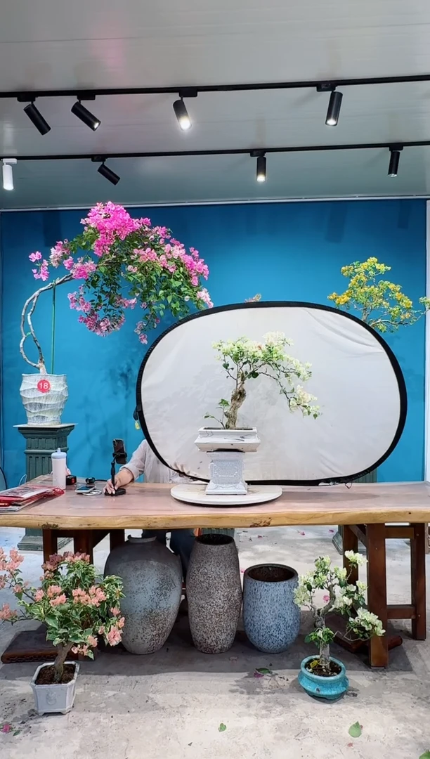 全部花朵绿叶樱花三角梅