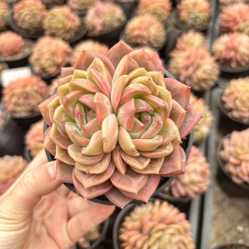 10#开播宠粉埃及艳后双头多肉植物     前男友精品多肉A1239①