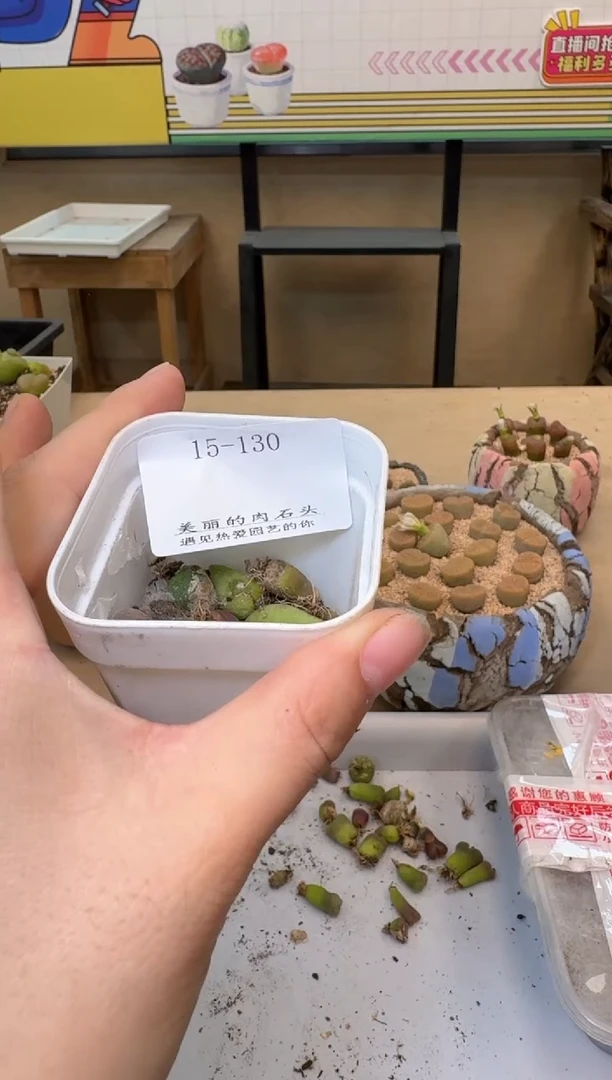 肉锥生石花10.15-130