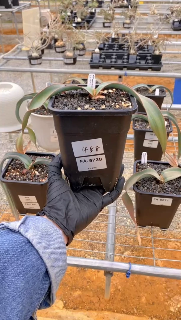 【闪购商品】百岁兰FA-5738