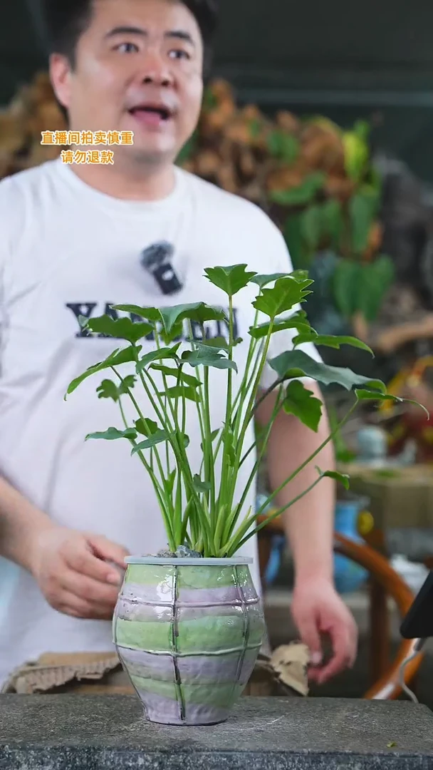 当前无花栽培后可以开花小天使油画瓷器瓶480T