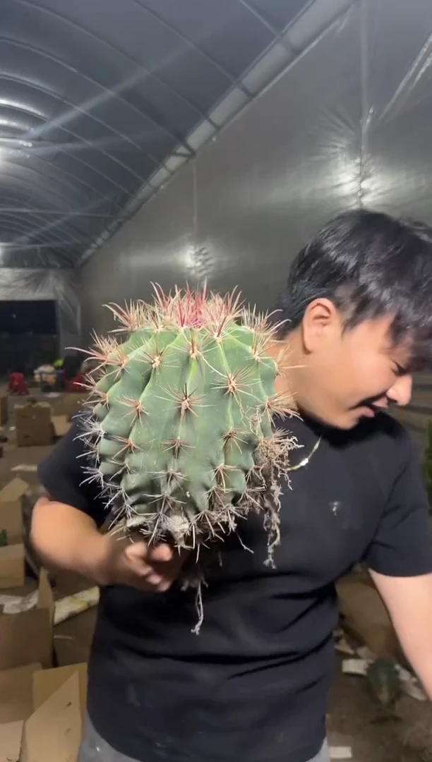 超大 神仙玉【实生根】