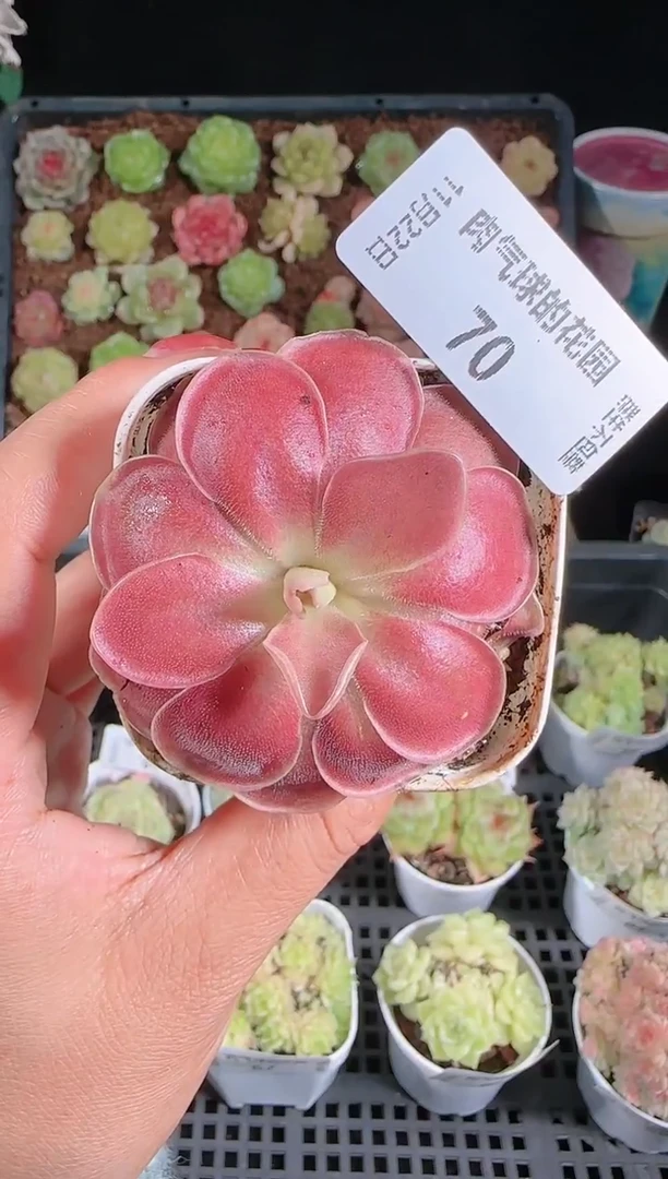 1122-70赛题群生不包整