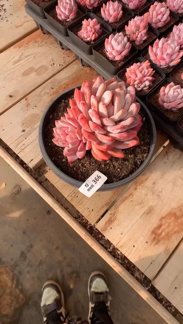 366玫瑰梦露多肉植物一物一拍