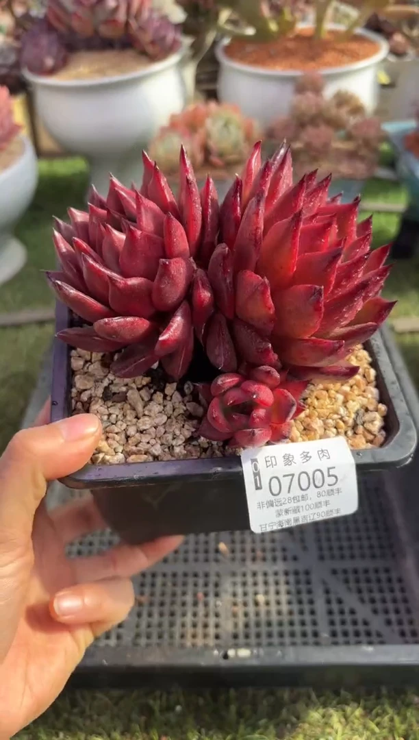 【闪购商品】07005