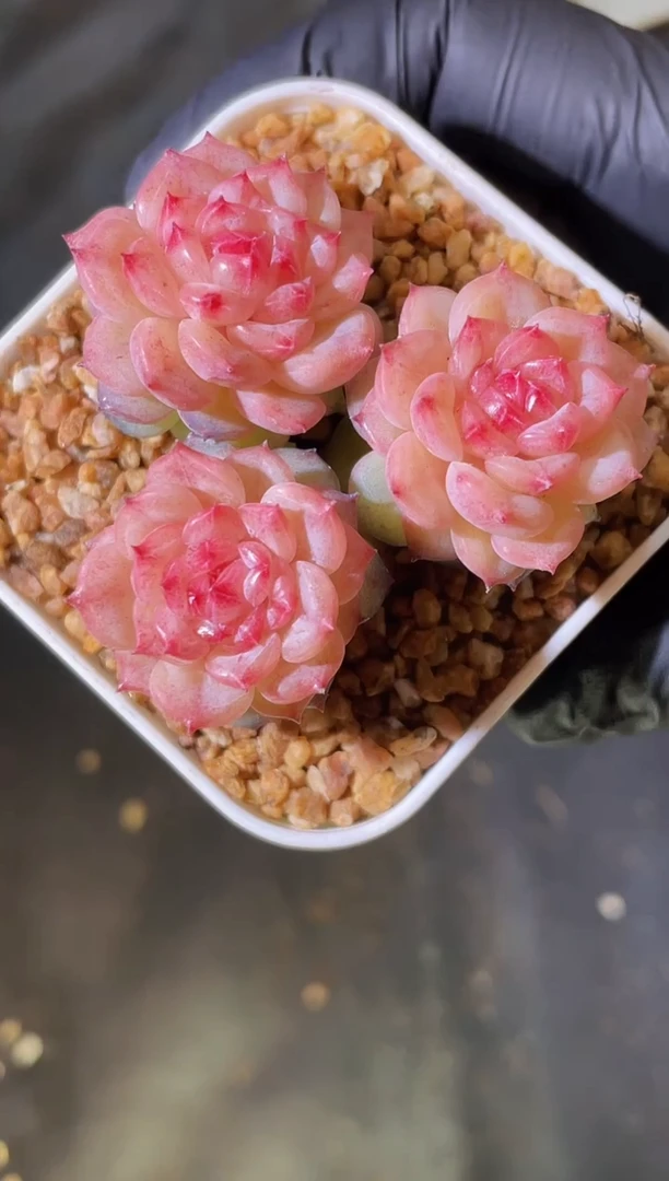 2845 曼珠沙华3-5厘米 量拍发一颗