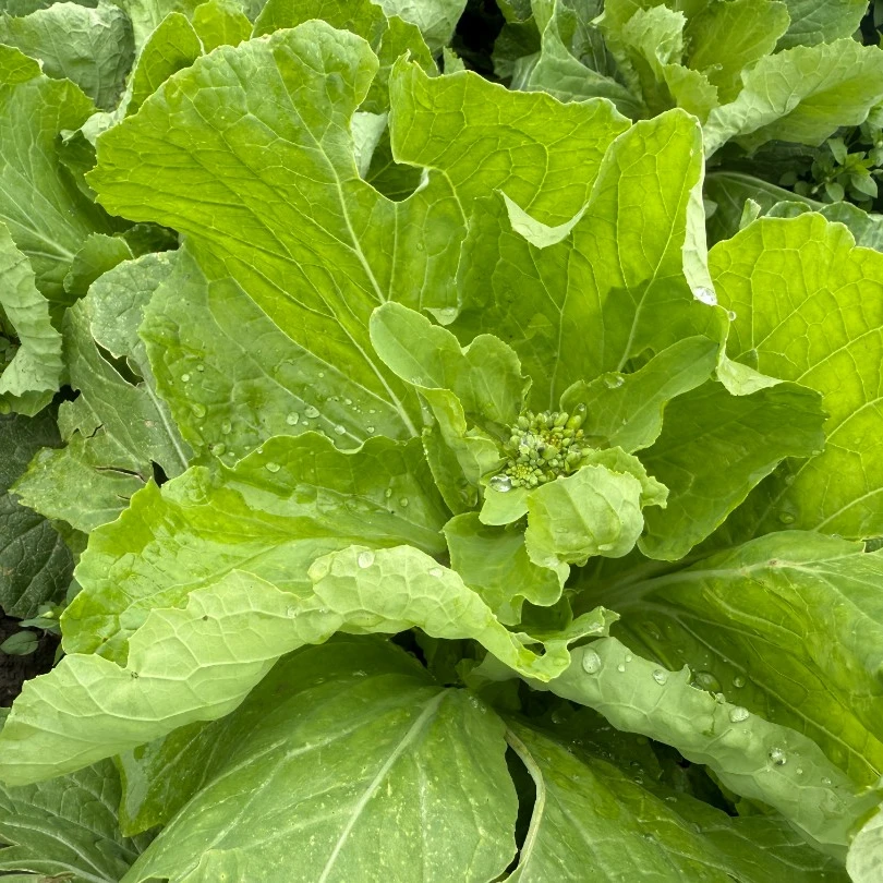 贵州农家菜芯新鲜菜苔1/5斤装