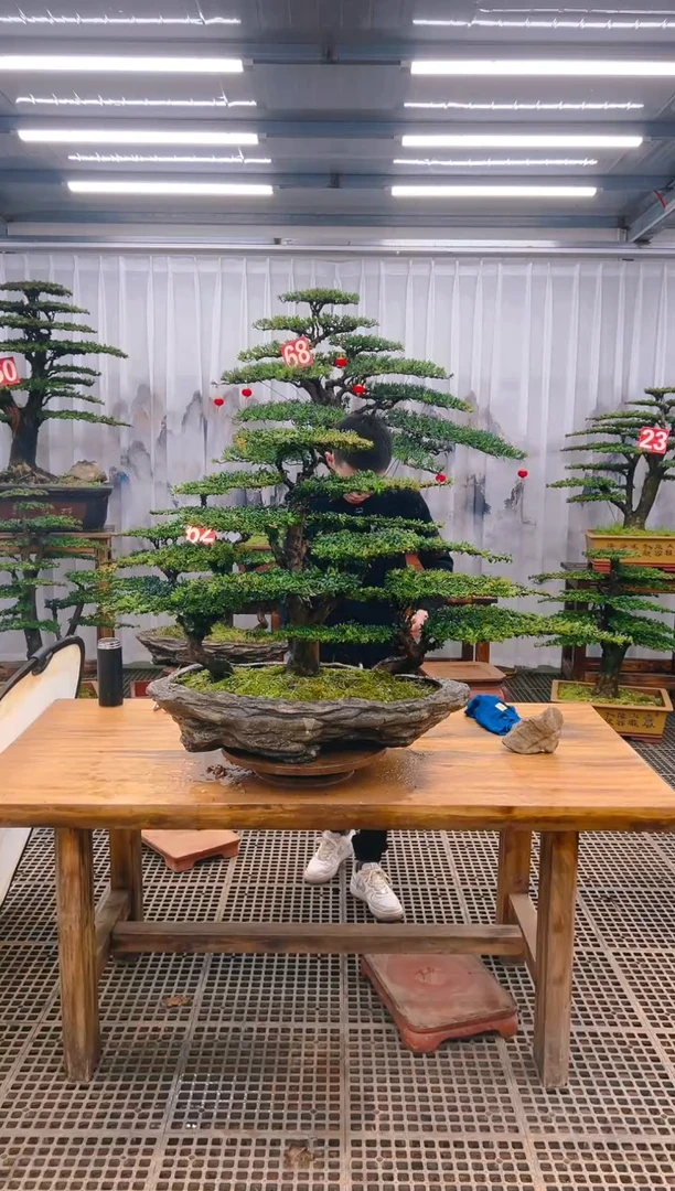 【闪购商品】紫砂精品盆景直播间一物一拍