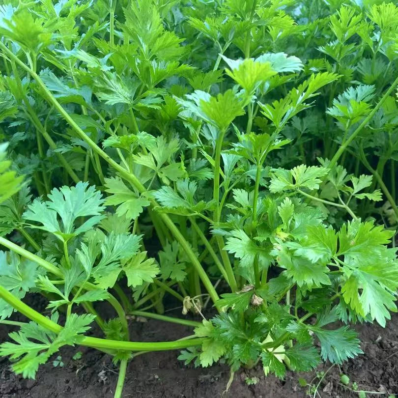 【应季蔬菜】1斤新鲜芹菜（送2根三奈）