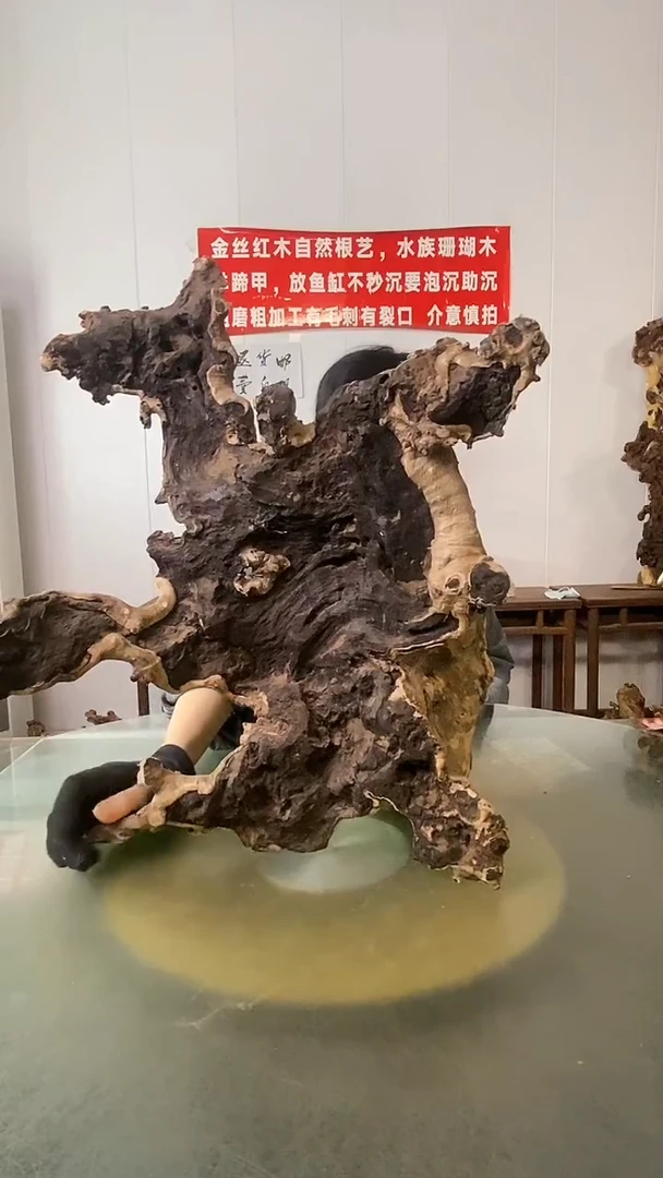 木永***天流苏木 羊蹄甲