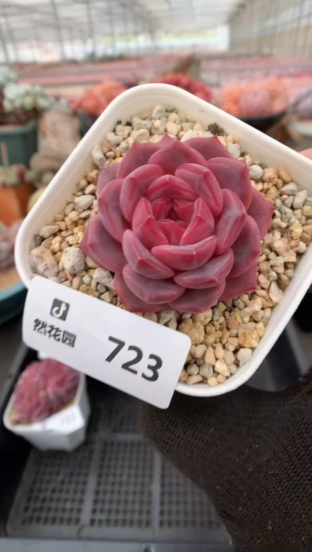 723琥珀一物一拍