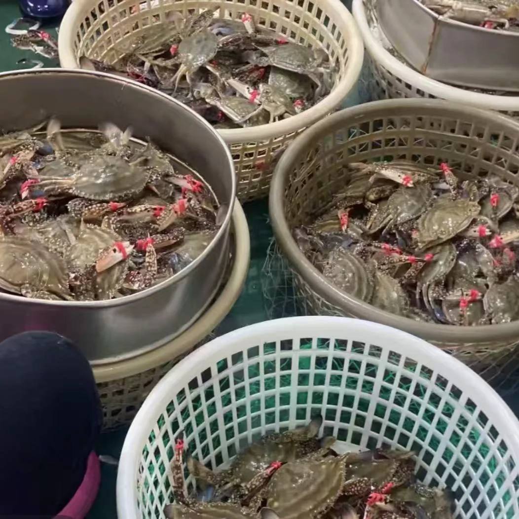 【保鲜不保活】东港公蟹冰鲜单只1.5-3两左右总重2.8-3斤