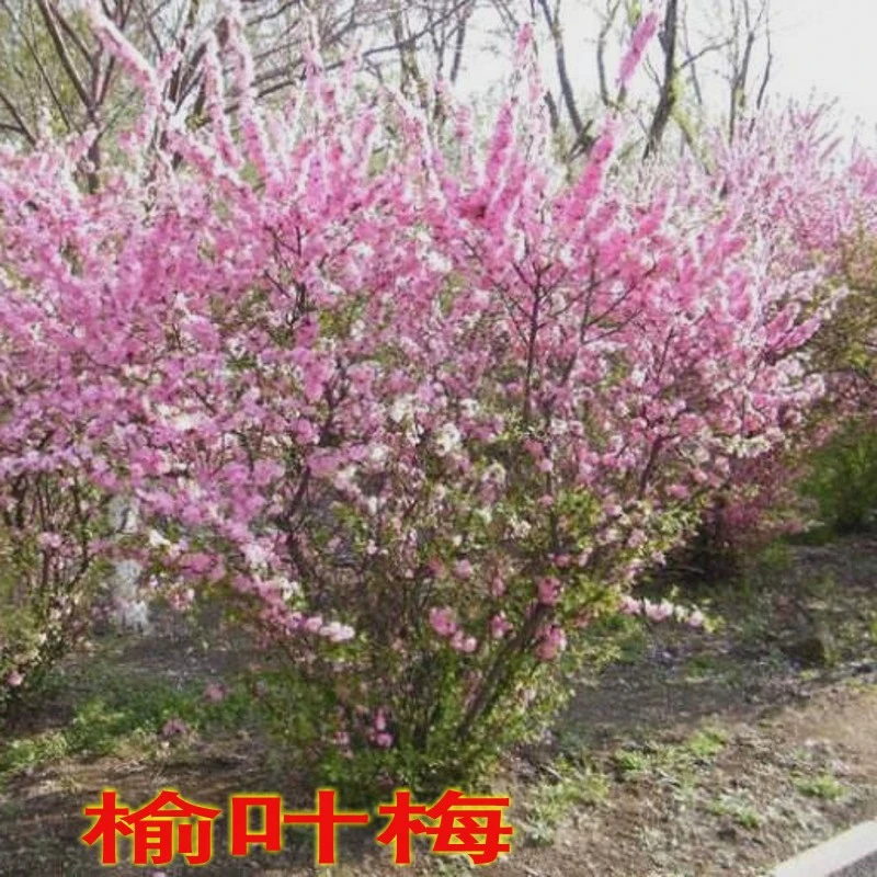 丛生小花榆叶梅树苗盆栽满天星重瓣小桃红庭院工程绿化行道