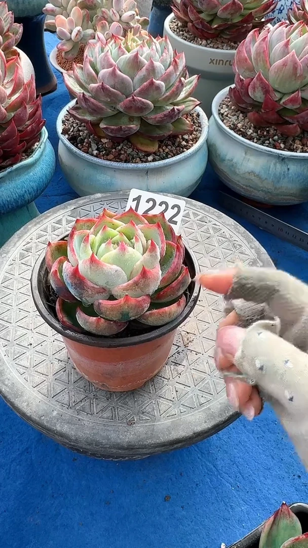 【闪购商品】1222惊鸿仙子（裸根发货）