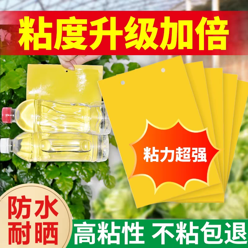 双面瓜果实蝇粘胶板水果园粘虫板柑橘灭果蝇药贴针蜂诱粘剂蜜蜂贴