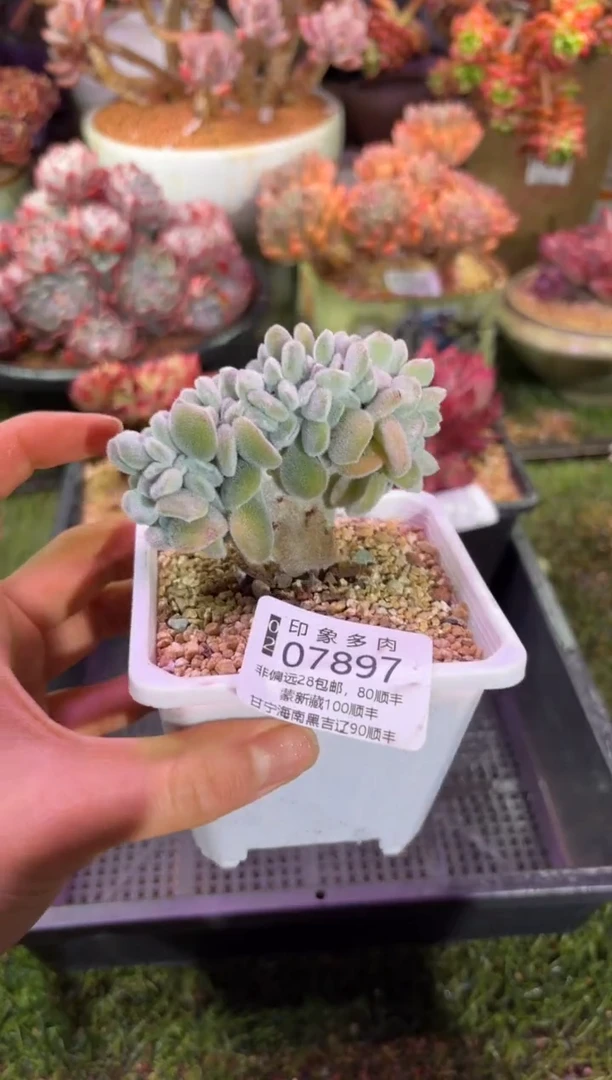 【闪购商品】07897